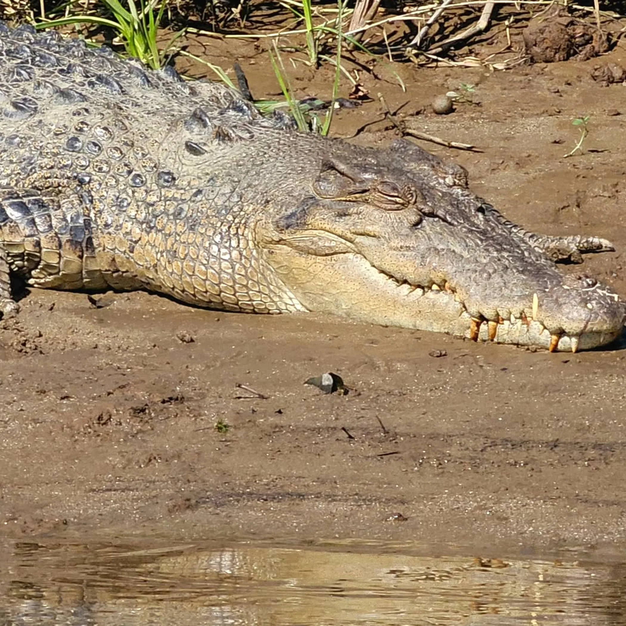 crocodile in natural riverside habitat