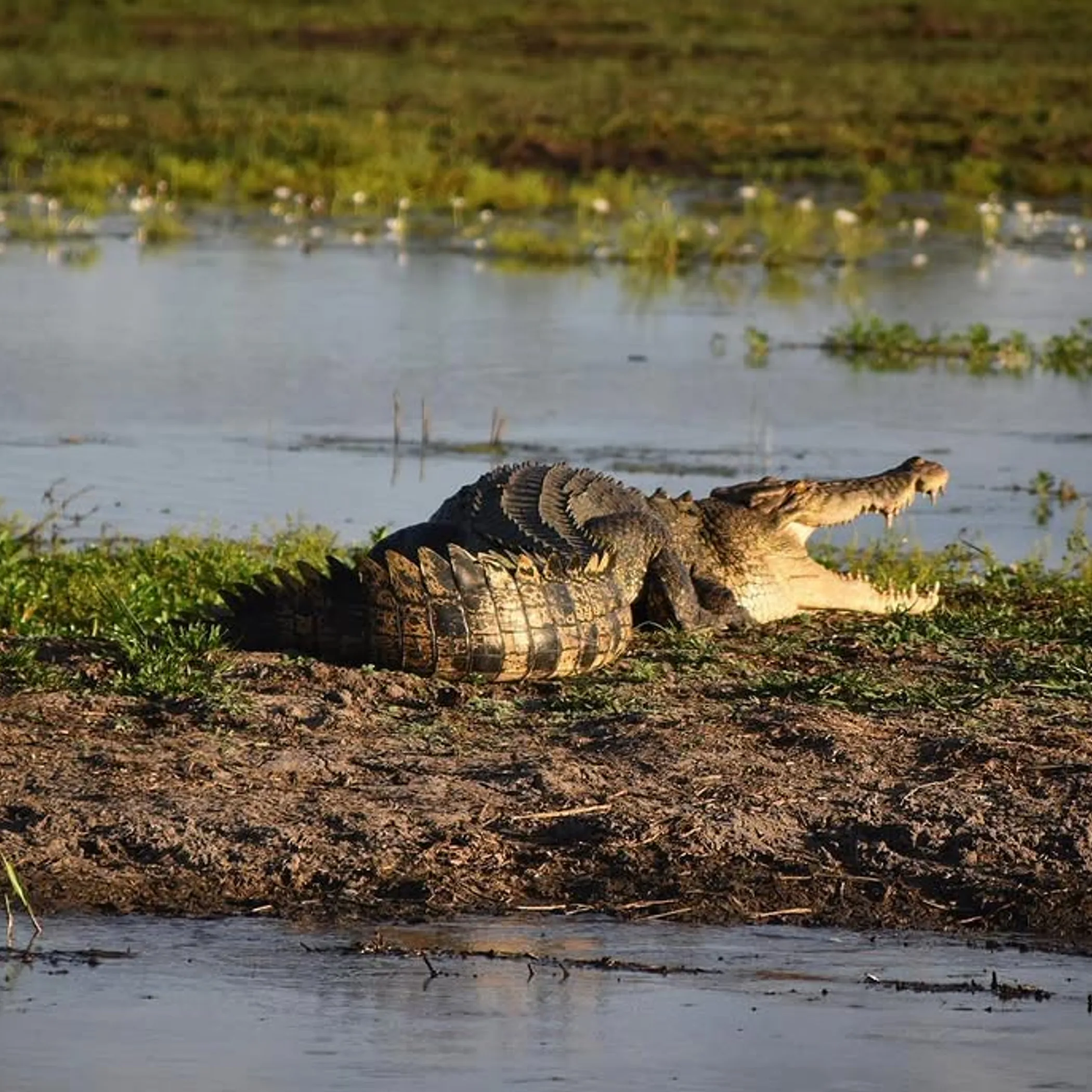 wild crocodile in kakadu australia