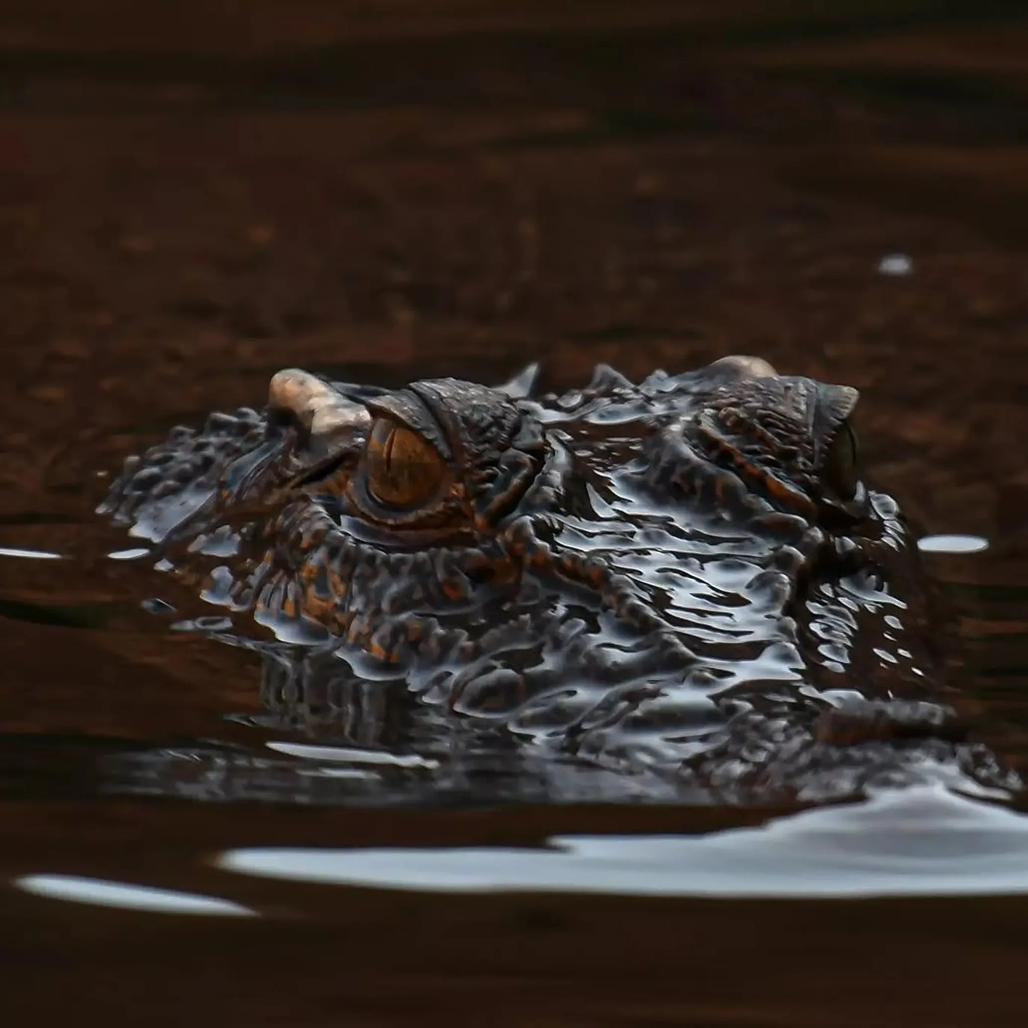 saltwater crocodile in australian river habitat