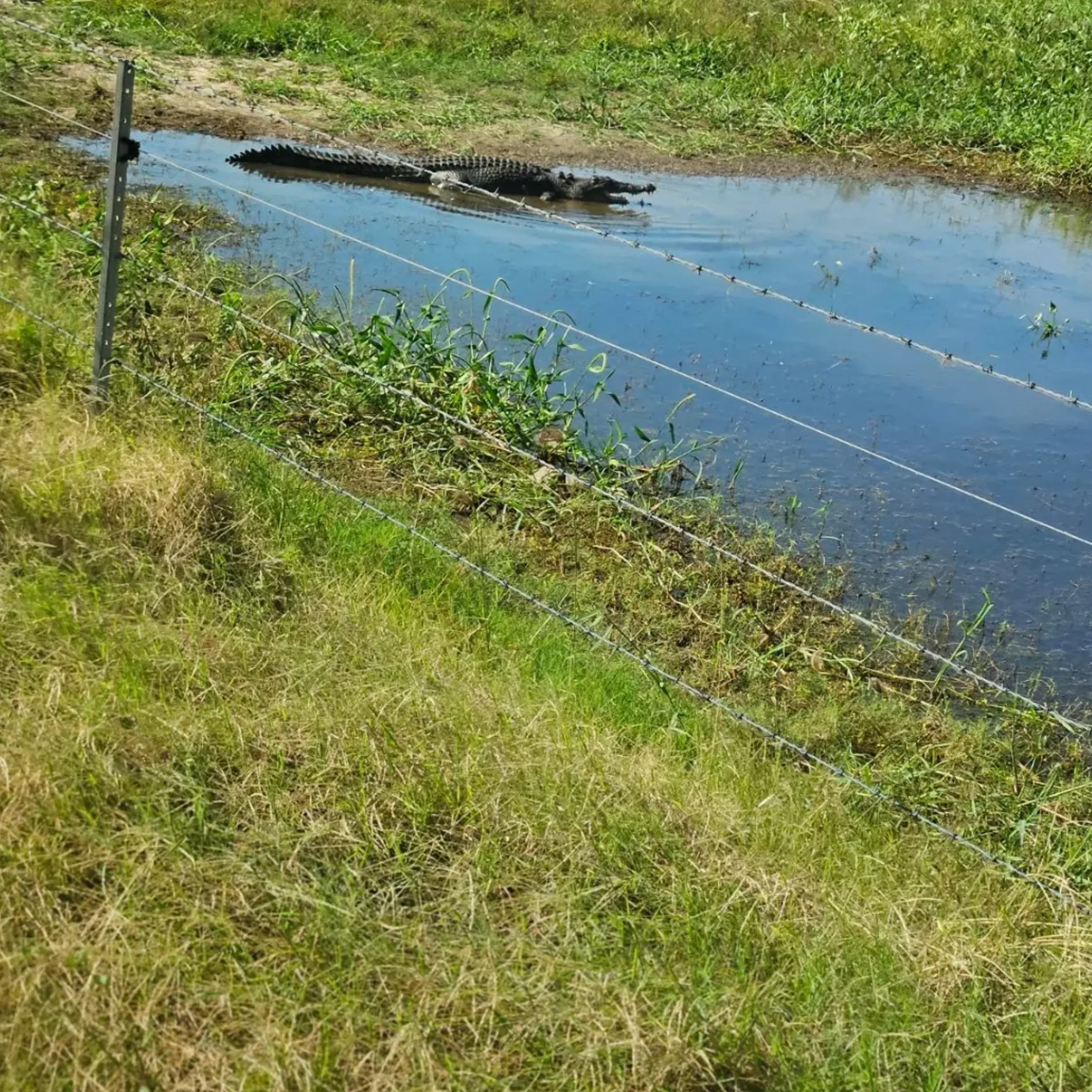 wild crocodile in australian wetland