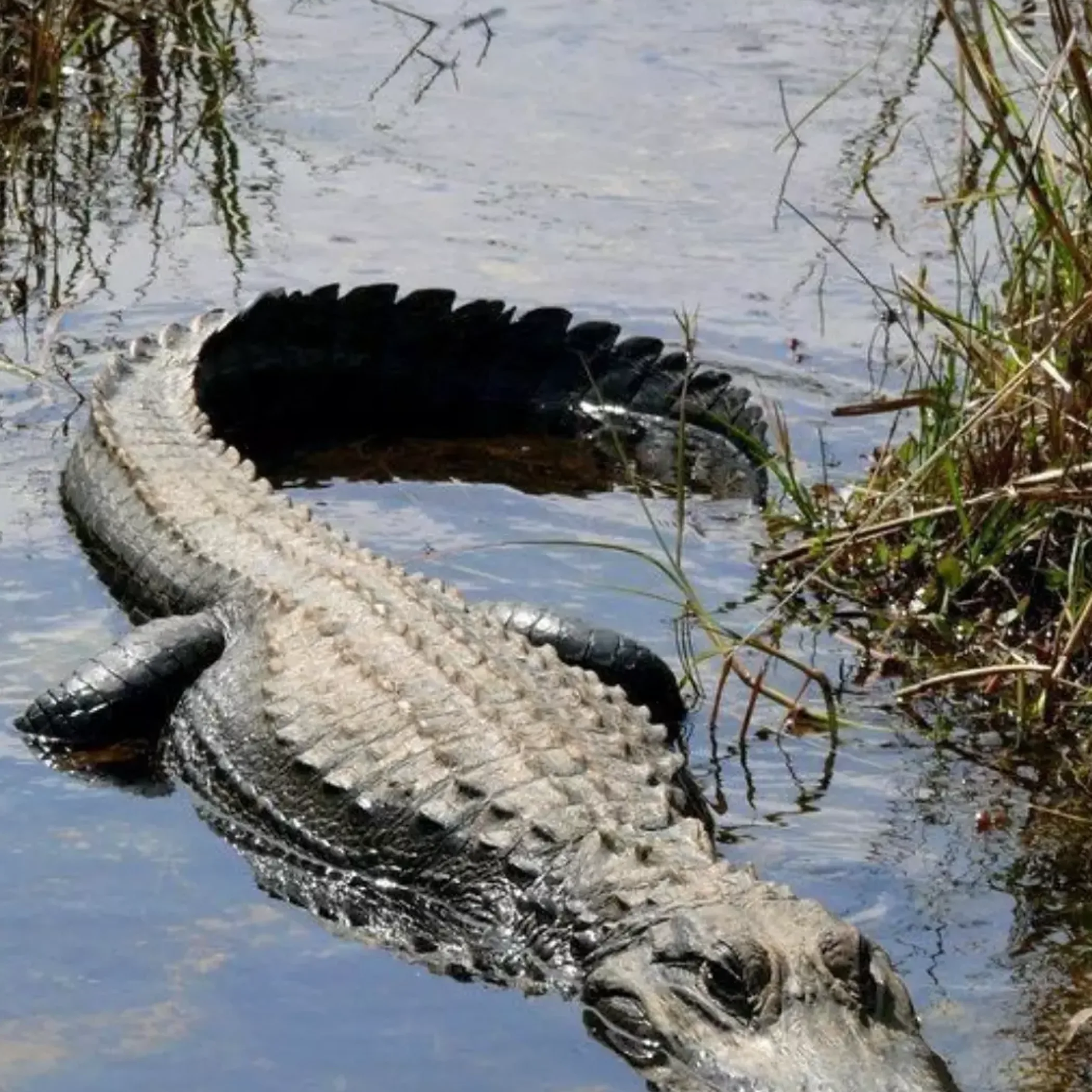 large crocodile in wetland