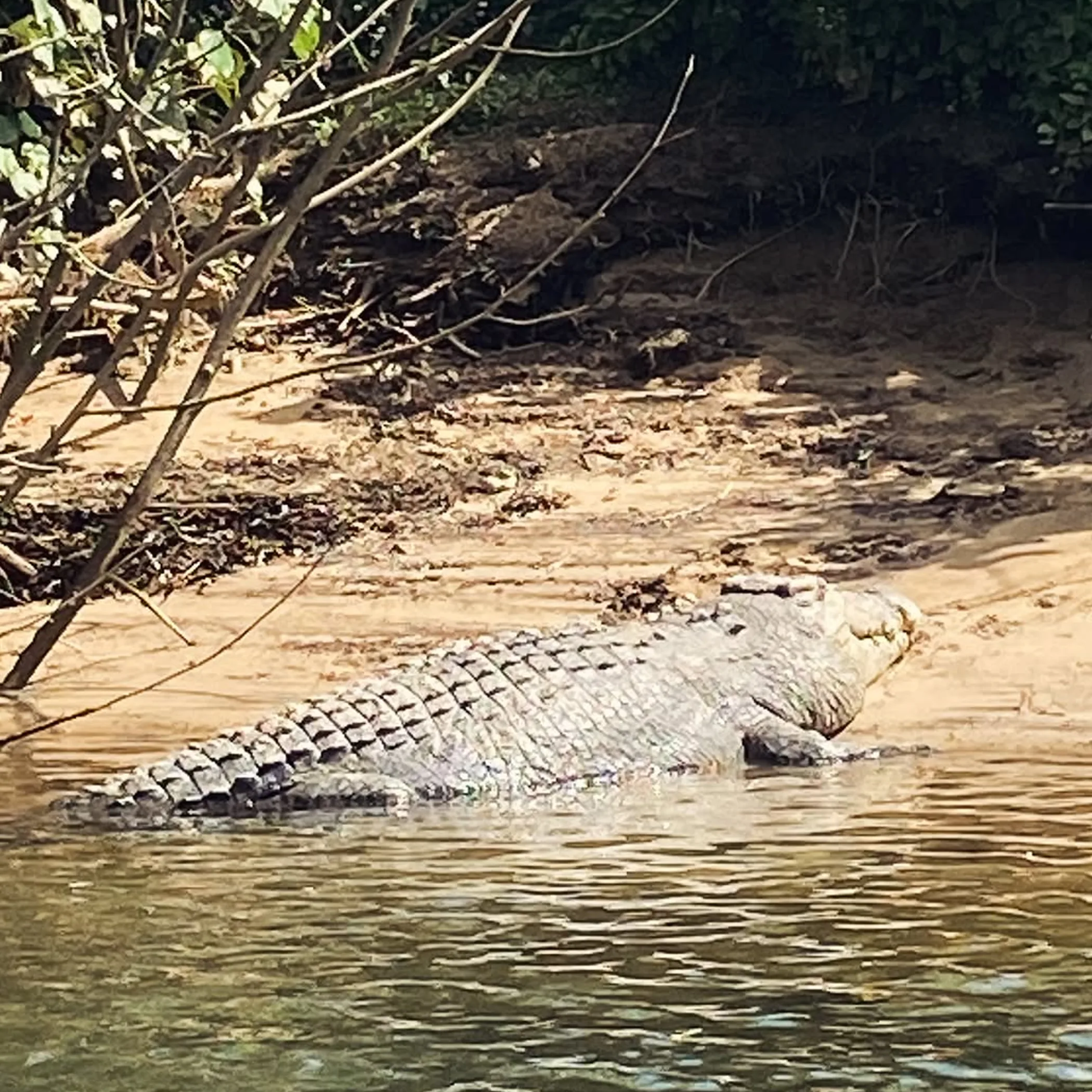 clear clean wildlife photograph