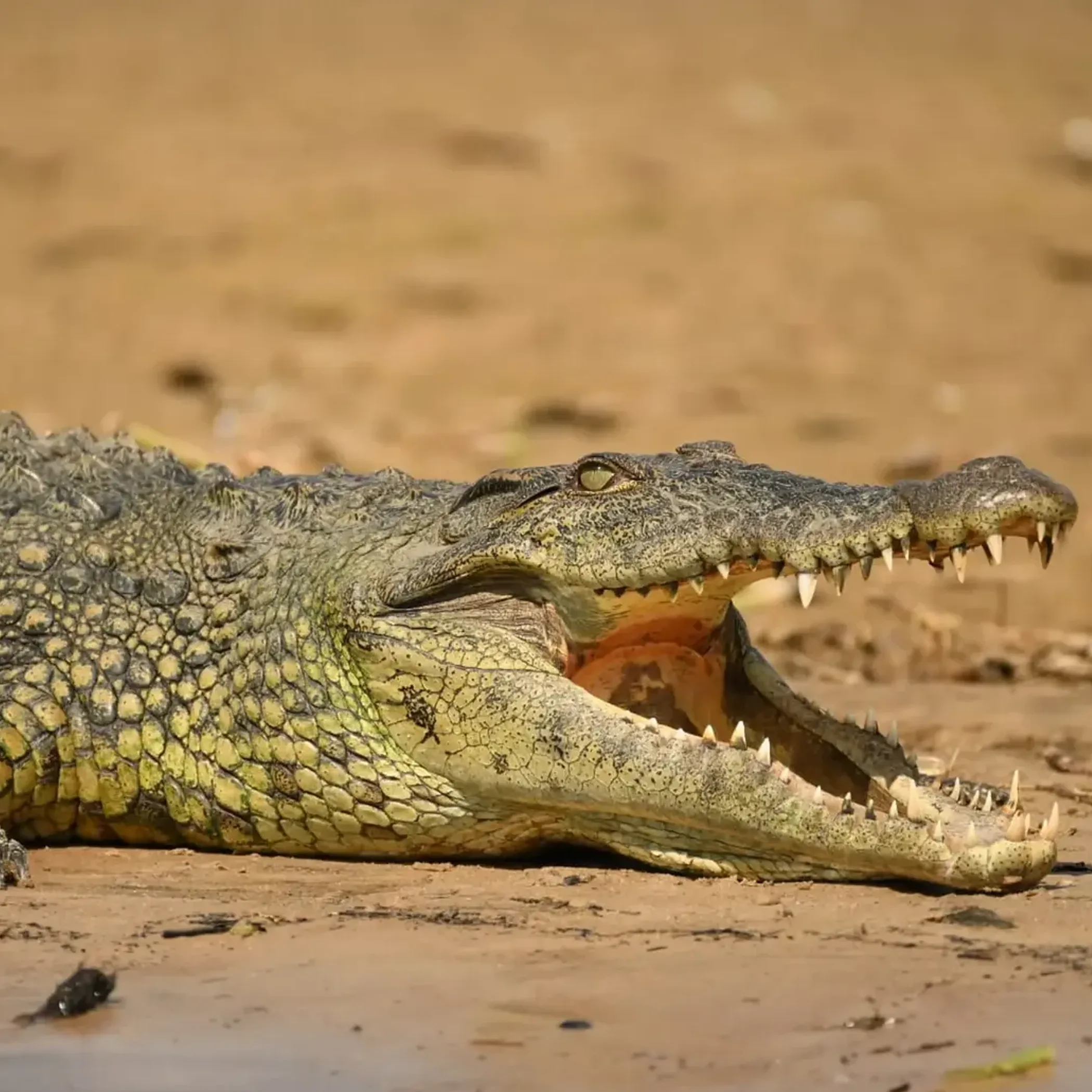 wild crocodile in australia